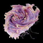 Voile with Wool Accents Scarf (X41913LU91)